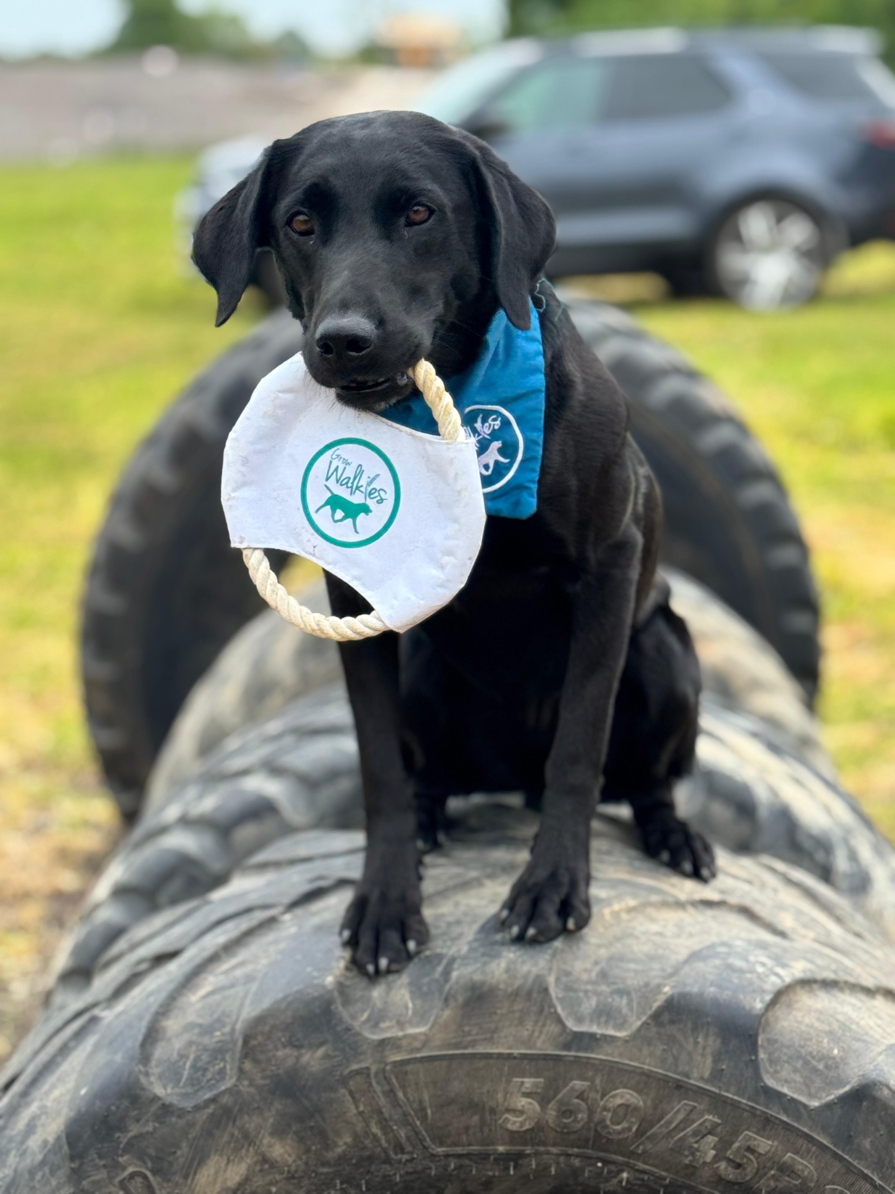 A happy dog at a Walkies field